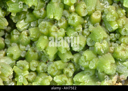 Quali Pyromorphite minerali, profondo cristalli verdi, Long Cheng, Quangxi, Cina Foto Stock