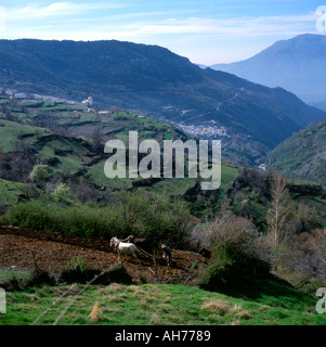 Un coltivatore arando su terrazze che utilizzano antiche acequia per Irrigazione sulle colline di Bubion collina Capileira Andalusia nel sud della Spagna KATHY DEWITT Foto Stock