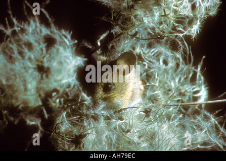 Legno di alimentazione del mouse sulle sementi di viaggiatori Gioia Foto Stock