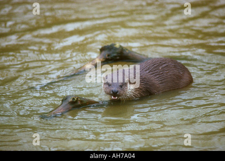 Otter in appoggio su un log in acqua Foto Stock