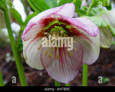 Helleborus orientalis bianco rosso splash Foto Stock