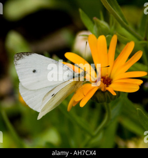 Di piccole dimensioni e di colore bianco sulla farfalla arancione tagete Foto Stock