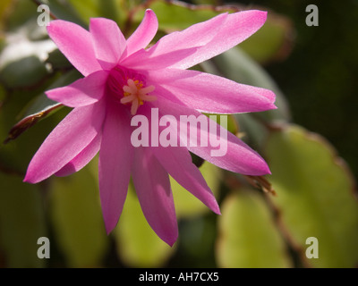 Close up di Pasquale fiore di cactus (Hatiora o Rhipsalidopsis Gaertneri Rosea) Foto Stock