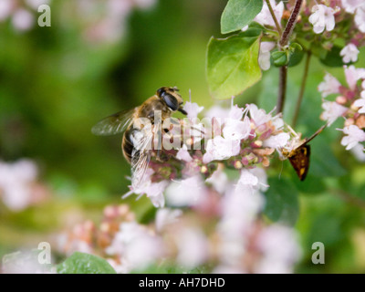 Eristalis Tenax hoverfly e Pyrausta Purpuralis moth sull fioritura timo Foto Stock