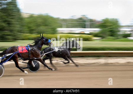 Trottatore cablaggio racing pacers trotter Foto Stock