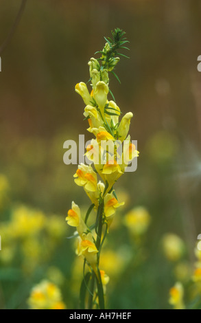 Flower spike di burro e uova o Toadflax comune Foto Stock