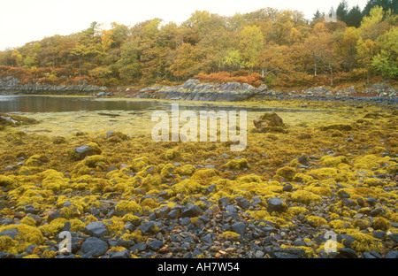Loch edge cove nel Western Highlands scozzesi con bosco in autunno in background Foto Stock