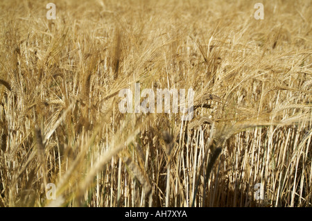 Agricoltura, sussidio UE, agricoltura, etanolo, bioetanolo, non alimentari, colture, orecchio, pane, azoto, anidride carbonica, la fotosintesi, sunl Foto Stock