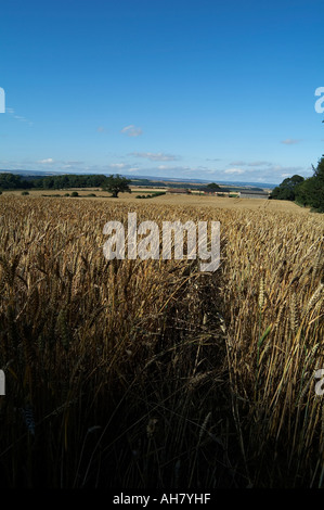 Harvest, tempo, festival, biomassa, biocarburanti, bio, carburante, massa, agricoltura, sussidio UE, agricoltura, etanolo, bioetanolo, non alimentari, colture Foto Stock