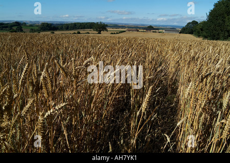 Agricoltura, etanolo, bioetanolo, non alimentari, colture, orecchio, pane, azoto, anidride carbonica, la fotosintesi, la luce solare, acqua, resa, cr Foto Stock