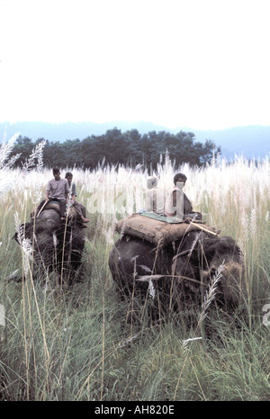 Il Nepal tiger hunt su elefanti presso il Parco nazionale di Chitwan. Foto Stock