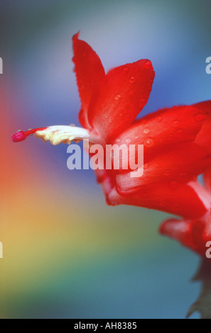 Cactus di Natale Schlumbergera sp Foto Stock