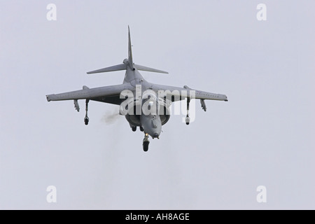 Harrier piegando per la folla Foto Stock