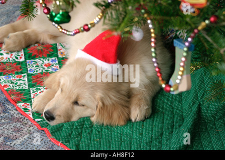 Golden Puppy con Santa Hat sotto albero di Natale Foto Stock