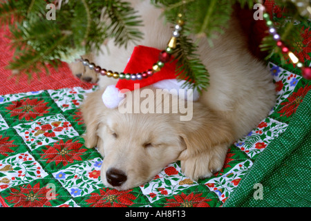 Golden Puppy con Santa Hat sotto albero di Natale Foto Stock