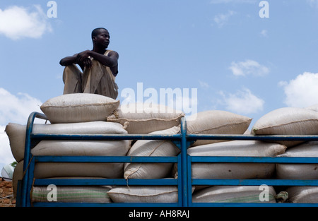 Fairtrade ugandese coltivatore di caffè offrendo i chicchi di caffè al caffè Gumintindo co-operativa, Mbale, Uganda Foto Stock