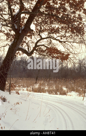 Sci di fondo presso la University of Minnesota Arboretum. Chanhassen Minnesota USA Foto Stock