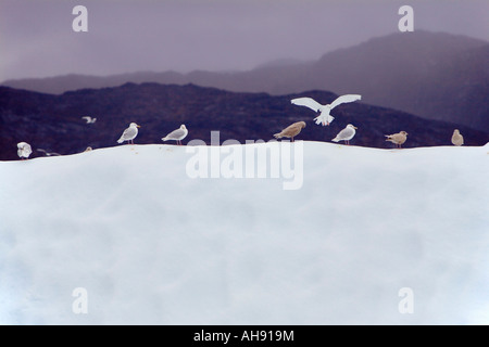 I gabbiani pesce persico sulla sommità di iceberg con il continente al di là di tinto in grigio opaco luce ad Ilulissat Disko Bay sulla costa ovest della Groenlandia Foto Stock