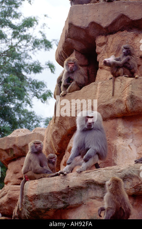 Babbuino Zoo di Paignton Inghilterra Foto Stock