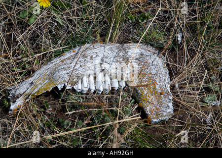 Vacca marcio teschi pezzi vicino al fiume di Katun Altai Russia Foto Stock