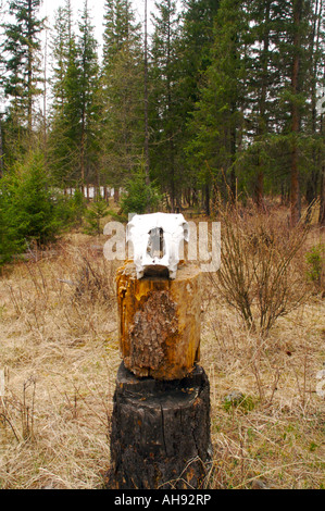 Teschi di mucca vista anteriore vicino al fiume di Katun Altai Russia Foto Stock