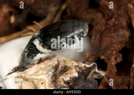 Biscia Natrix natrix schiusa da uovo Potton Bedfordshire Foto Stock