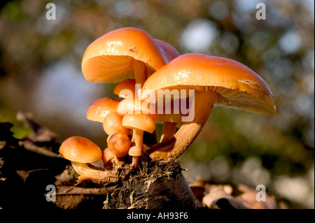 Gambo di velluto Flammulina velupides crescente sul registro con illuminazione laterale Potton Bedfordshire Foto Stock