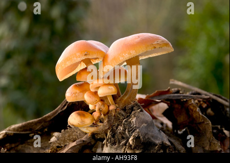 Gambo di velluto Flammulina velupides crescente sul registro con illuminazione laterale Potton Bedfordshire Foto Stock