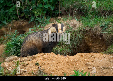 Badger Meles meles in piedi fuori sett nella luce della sera Biggleswade Bedfordshire Foto Stock