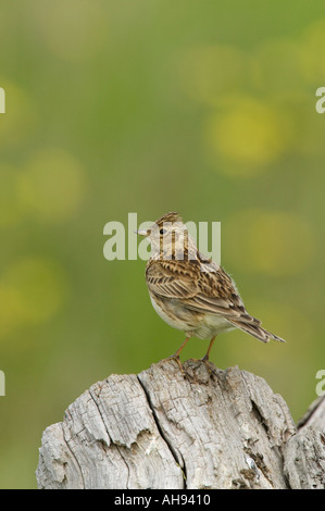 Allodola Alauda arvense appollaiato sul moncone con fiori selvatici prato Potton sfondo Bedfordshire Foto Stock