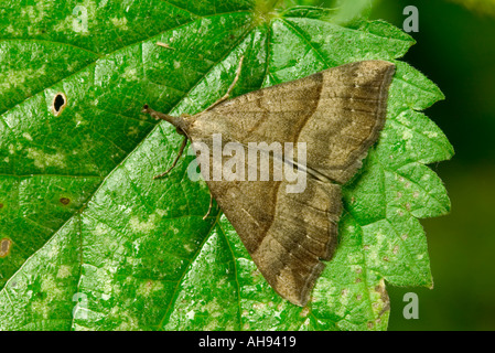 Il Muso Hypena proboscidalis a riposo sulla lamina Potton Bedfordshire Foto Stock