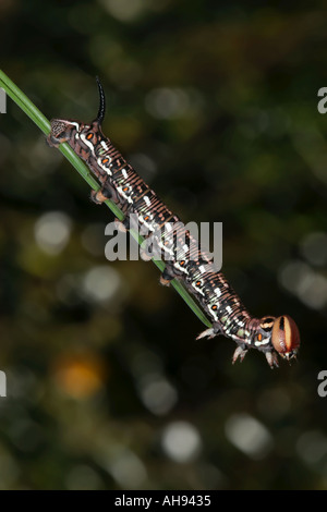 Pine hawk moth (Hyloicus pinastri L.) caterpillar alimentazione su ago di pino Potton Bedfordshire Foto Stock