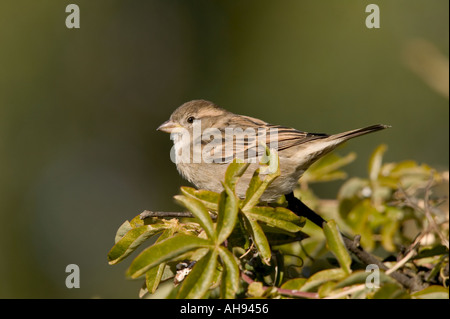 Femail casa passero Passer domesticus arroccato su un arbusto Potton Bedfordshire Foto Stock