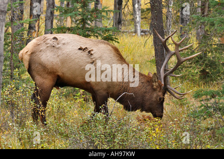 Bull elk creando la sua lettiera sguazzare nella foresta durante l annuale autunno solchi stagione. Foto Stock