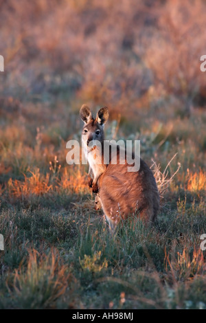 Wallaroo comune o in euro, macropus robustus Foto Stock