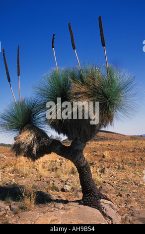 Un ragazzo nero yucca tipo impianto di Flinders National Park vicino a Wilpena Pound South Australia Foto Stock