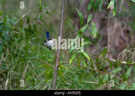 Variegata di Fairy-femmina wren- Malurus [lamberti] lamberti-famiglia Maluridae Foto Stock