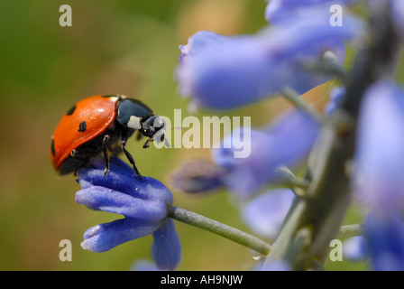 Macro Immagine ravvicinata di una coccinella ladybug su un fiore