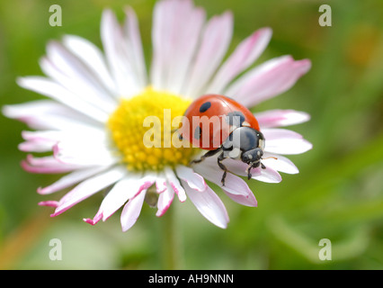Macro / Immagine ravvicinata di una coccinella / ladybug su una margherita (Coccinellidae) raffigurato in un giardino inglese Foto Stock