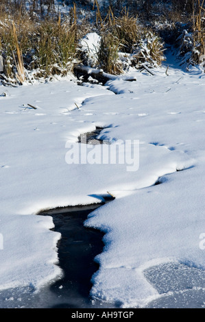 Torrente ghiacciato in inverno Sumy regione Ucraina Foto Stock