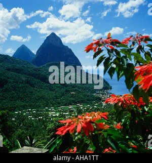I Pitons incorniciato dalla cima di un albero Poinsettia, Soufriere, St. Lucia, Caraibi, West Indies Foto Stock