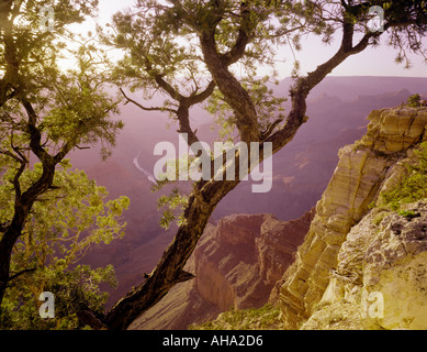 Parco Nazionale del Grand Canyon in Arizona USA Foto Stock