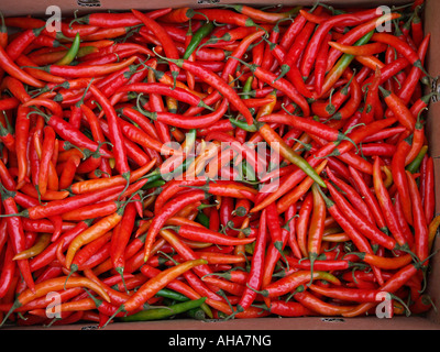 Una scatola piena di peperoncino fresco da un mercato agricolo nel Regno Unito Foto Stock
