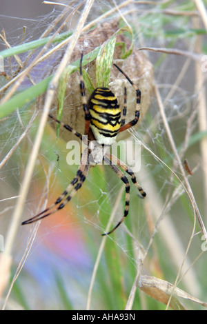 Wasp ragno con nido di uova Foto Stock