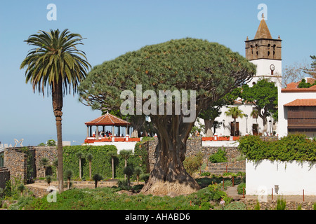 Drago albero a Icod de los Vinos Tenerife Canarie Spagna Foto Stock