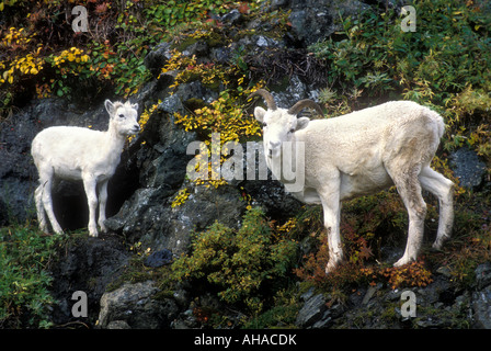 DALL OVINI PECORA E AGNELLO Foto Stock