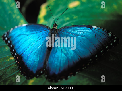 Blue Morpho Butterfly Foto Stock