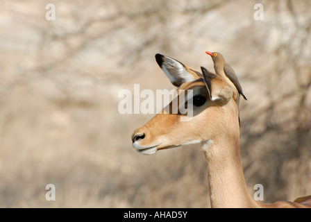 Ritratto di femmina adulta Impala con Red fatturati Oxpecker Samburu Riserva nazionale del Kenya Africa orientale Foto Stock