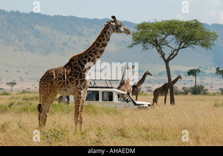 Landcruiser su un game drive con cinque Masai o Giraffe comune nella Riserva Nazionale di Masai Mara Kenya Africa orientale Foto Stock