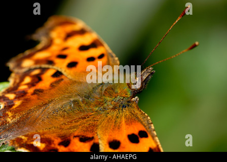 Vista laterale Di Comma Butterfly, Polygonia c-album at Rest, Wales, UK. Foto Stock